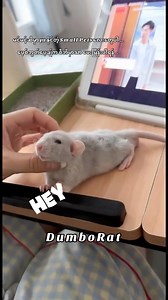 12K views · 128 reactions | Hey Hey Hey ☘️✨ | Polar & Hamster Land | Facebook