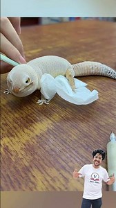 lizard sale changing system. #experiments #science #scienceexperiment #physics #chemistry #shorts