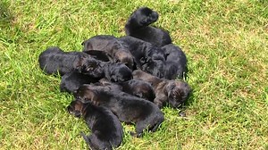 6.9K views · 311 reactions | Hard-to-find black sables and jet blacks at 3 days old! More info: https://kraftwerkk9.com/german-shepherd-dogs-for-sale/german-shepherd-puppies-for-sale/ | Kraftwork K9 Pro German Shepherds | Facebook