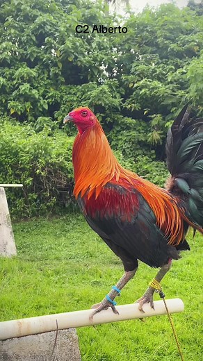 Chicken Farming Business in Bicol, Catanduanes | C2 Alimbuyugin