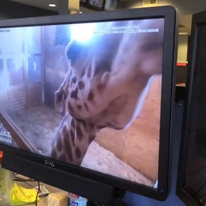 We are keeping an eye on April the Giraffe in the NBC Charlotte newsroom, and she's getting a little too close for comfort 😂 According to the latest update, we're getting close to witnessing the birth of April's fifth calf 🦒 LATEST: https://on.wcnc.com/2XVU26j | WCNC Charlotte