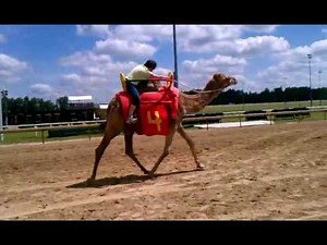 Camel Racing at Colonial Downs Race Track