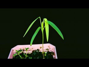 Time-lapse Telegraph Plant