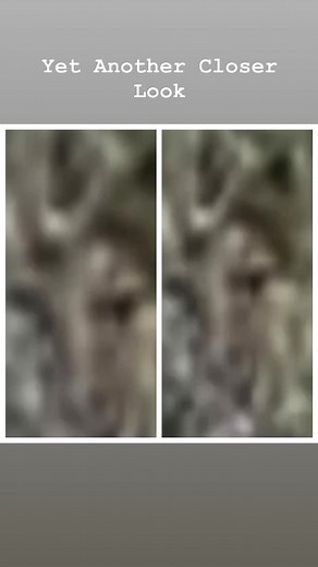 Yet another closer look at a pareidolia face I caught with a facial movement app applied. #paranormalactivity #orb #paranormal #strange #observation #orbs | Orbservation - The Orb Watchers Paradise