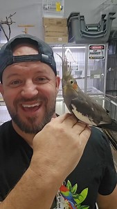 We have this cockatiel... and several others! 520-288-6310 #bird #parrot #goviral #fyp #cockatiel | Paradise Parrot Rescue