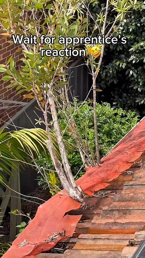 TREE In Gutters?! 😱 | Shark Pressure Washing