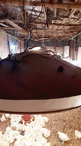 27K views · 390 reactions | Poultry farming in winter in Bangladesh. #Bangladesh #poultryinbanladesh #farmingofbangladesh #broyler #farm #poultry #reelsvideo | DeloWar Entrepreneur | Facebook