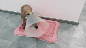 Mocca & Milo | Amber Toy Poodle