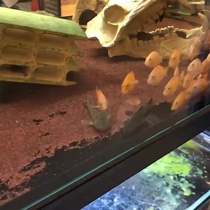 2.9K views · 152 reactions | Orange Chromide | IB Aquatic Pets | Facebook