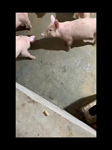 sarah song395 on TikTok