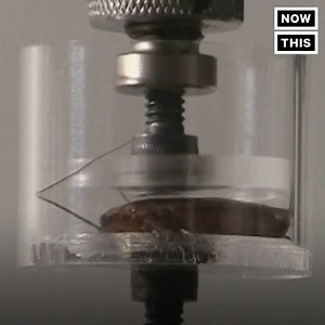 201K views · 595 reactions | Roaches are teaching robots how to climb walls | NowThis Earth | Facebook