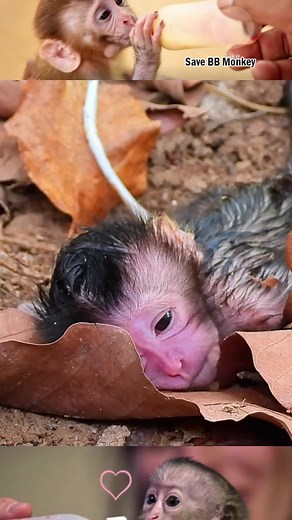 Save poorest newborn baby monkey  #SaveBabyMonkey #EndMonkeyCruelty #WildMonkeyProtection #SaveOurWildMonkeys #fyp #fbreels | Little BB Monkey | Facebook