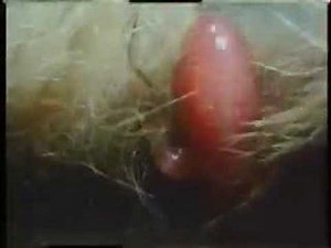 Marsupial Reproduction Process ( Video ) | Biology