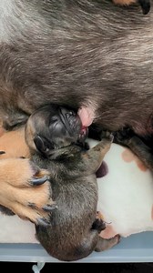 213K views · 2.7K reactions | princess in her tiny bed, lost in peaceful dreams ✨ #TinyDreamer #FrenchieLife | FrenchieGiorgia | Facebook