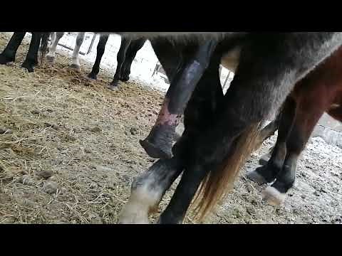 Horse stallion erection 456