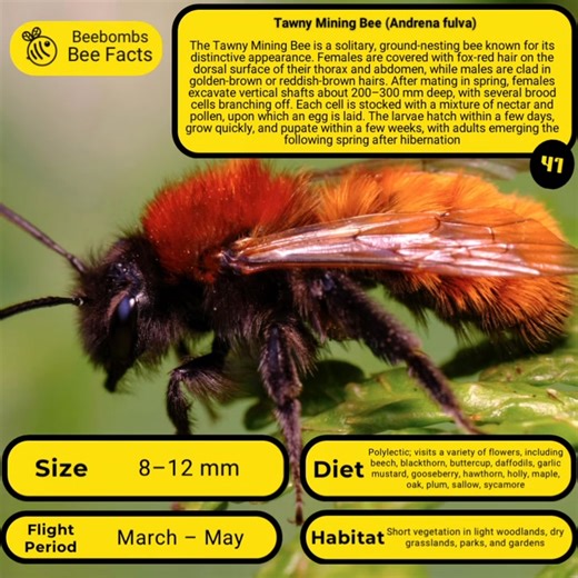 Part 41 of all uk bees. This is an absolute beaut. The Tawny Mining bee. 😍❤️ #createyourwildspace #Pollinators #Biodiversity #Bees #beebombs #gift #nature #bringthebeesback #weareone #eco | Beebombs