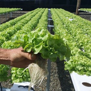[Hot Item] Greenhouse Hydroponics Lettuce Farm 4X2 Inch PVC Square Nft Pipe