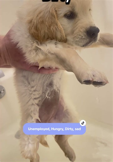 Chowder’s Life on TikTok