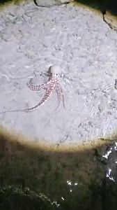 59K views · 449 reactions | Ngayun Ang season Ng mga nilalang na ito sa dagat Ang laki na #reelsvideoシ #viralpost2024シ #vedioviralreel #viralreelsfacebook #vedioviral #huntingseason | Taneo Junlee Dodong Bordzz | Facebook