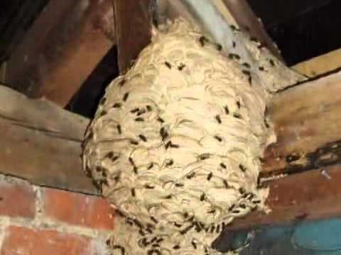 Pest & Vermin Control Services - Eastern Counties Pest Control