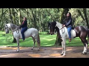 Busty Girls Riding Horse