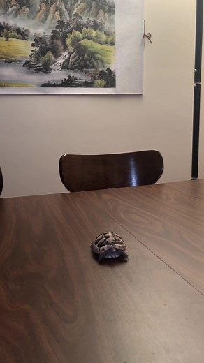 tina on da table #tortoise #hermannstortoise #tortoises #tortoisesoftiktok #jazz