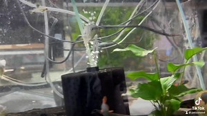 Discover the serene beauty of the Opaline Gourami! 🌊💙 With its soothing hues and graceful glide, this fish turns any aquarium into a peaceful oasis. Ready to add a splash of tranquility to your aquatic world? #OpalineGourami #AquariumPeace #FishTok #SereneSwimmers | Pet Zone Tropical Fish, San Diego, California