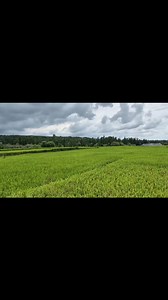 "Mushk Budji Rice" Demonstration plot of genetically improved "Mushk Budji" for resistance to rice blast developed by Prof. Asif Bashir Shikari. Asif Shikari | Agriculture Activities