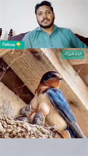 #birds #fyp #foryou #viral #viralreels