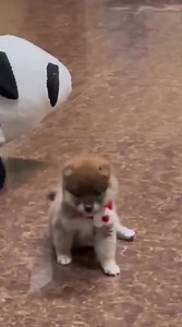 1.7K views · 258 reactions | Hello panda 浪 | Shiba Inu Overload | Facebook