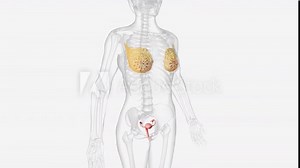 The female reproductive system is the body parts that help women or people assigned female at birth