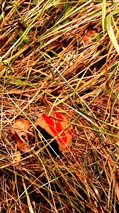 Always a good feeling when a blood trail ends in success! Cyclops Lights / GSM Outdoors #hunting #tracking #deerhunting #whitetail #cyclopslights #gsmoutdoors #truetimbercamo | Whitetail Diaries