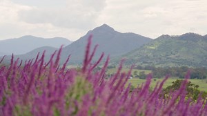 From rainforest retreats to rolling farmland, the Scenic Rim is packed with natural beauty, character-filled towns, and passionate locals doing big things in small communities. Less than an hour from Brisbane, Visit Scenic Rim is calling for your next weekend getaway! 🌄 | Creek to Coast