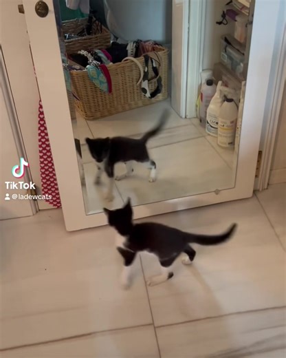 Who dat cat? #highwayantics #kittenoftheday | The Patricia H. Ladew Foundation