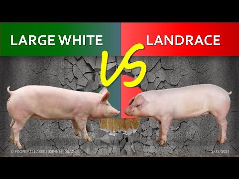 Large White or Yorkshire vs Landrace | The Comparison of Two Best Pig Breeds | What is F1 Hybrid?