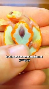 Worlds rarest turtle #animal #wildlife #beautifulstory | Woren Webbe