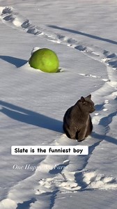 64K views · 3.1K reactions | Yes, he can come inside whenever he wants. But he loves it outside. #reels #fbreels #onehappyassfarm #cat #farmlife | One Happy Ass Farm | Facebook