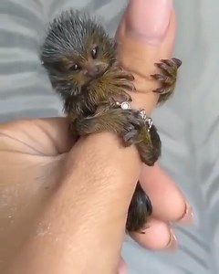 2.6K views · 54 reactions | Pygmy Marmoset,  a tiny marvel that's just 4-6 inches tall! This adorable monkey calls the rainforests of the Amazon home, blending perfectly into its surroundings. Its size isn’t just cute—it’s also a survival tactic, helping it evade predators. #PygmyMarmoset #TinyMonkey #WildlifeWonder #AmazonRainforest #AnimalLovers | We, the humane | Facebook