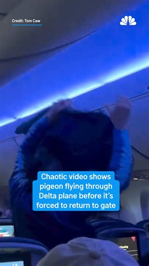 138K views · 281 reactions | Two pigeons delayed a Delta flight after one was spotted mid-taxiing, forcing the plane to return to the gate for removal. | NBC10 Boston | Facebook