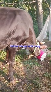 12K views · 129 reactions | 7889317625. Asalamualaikum hope all friends are fine ist lactation hiefer with male calf 15 days old is looking for new home at SHOPIAN 8 ltr milk present Call him for more details 7889317625. #heifer #post #viralvideochallenge Follow sheep seller ang For ADD PROMOTION CONTACT 77808 37312 Thanks to all brothers who support  ❤️  | sheep seller ang | Facebook