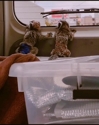お猿の二人は車に乗ると景色を見るのが好きなんです。#家族 #自慢のペット #動物 #ペット #コモンマーモセット
