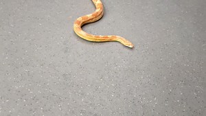 Re-home large adult corn snake...£39.95 Excellent handling and feeding... | Trimar Reptiles