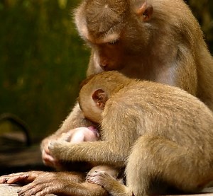 70K views · 1.4K reactions | Ohh so cute family !! The baby newborn cry ,so Libby and Rainbow kiss the baby to make baby feel better !! 1188 | Hi Monkeys | Facebook