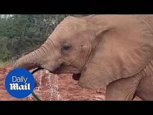 Rescued elephant drinks from hose like a human