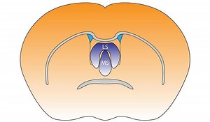 Septal nuclei - Alchetron, The Free Social Encyclopedia