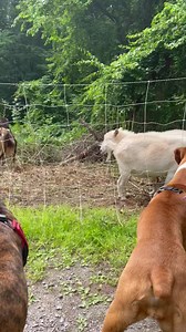 35K views · 3K reactions | Goats ✅ | Wrigley, Bauer, Kobe, and Sophie Boxer | Facebook