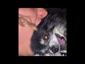 Ultimate pudgy the owa owa dog compilation PART 2 (owa owa dog)