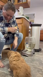 Introducing the puppies to manding, or a way to use their actions to request something. Instead of jumping up, pawing or climbing someone we are teaching them to calmly sit and make eye contact to make a request. #merrydaintree #puppylove #puppyparents #buyingapuppy #goodbreeders #dogmom #stopjumpingup #puppyculture #giveyourdogavoice #rplusdogtraining #rpluskennel #rplusdogbreeder | Daintree Duck Tollers