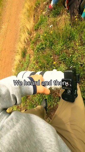 166_Gamander López_Tree Pipit ❤️ 1 or 2 #photographer #naturebeauty #photos @idd_da #reels #reelsfb #reelsvideo #reelsviral #fyp #foryou #trending #viral | Nok Reelz