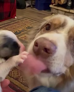 One of Dream's puppies could use a few prayers. He has a slight cleft pallet and can't get enough suction to get milk from Dream, so I will be syringe feeding him until he can eat and drink on his own. Then he can rejoin his brothers and sisters. I'm estimating that to be around 4 weeks old. Prayers he can function normal after that. This is one of the hard things about being a dedicated breeder, so 4 weeks or so of feedings every 2-3 hours for a while and he pretty much has to go everywhere wit